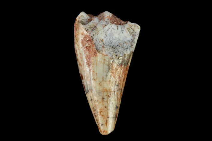 Fossil Phytosaur Tooth - New Mexico #133326